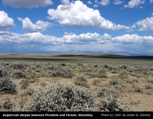 39c-I Sagebrush steppe